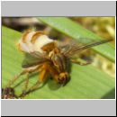 Scatophaga stercoraria - Gelbe Dungfliege mit Pilzerkrankung 01.jpg